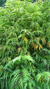 Cumparaturi pentru bebelus