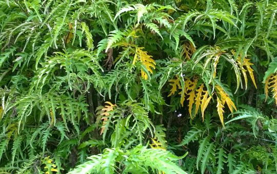 Cumparaturi pentru bebelus