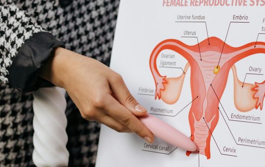 Schimbarile sistemului reproducator feminin din timpul sarcinii. Ce efecte are sarcina asupra sistemului reproducator?