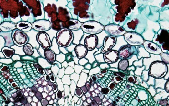 Stimulatoarele mitocondriale, o posibila solutie pentru mentinerea fertilitatii feminine in parametri normali